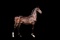 Horse Name:  My Maria; Sired by: Vaandrager ; Dam by:  Gentana; A tall stre