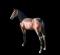 Horse Name:  Jewels Crystal; Sired by: Crazy Blue Sky; Dam by:  Five Star J