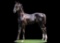 Horse Name:  SSS First Man; Sired by: Howard Litt'l Man; Dam by:  Dainty Do