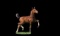 Horse Name:  McGraaf SE; Sired by: Graaf Kelly ; Dam by:  Kaydrini; Beautif