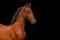 Horse Name:  Incredible T; Sired by: Hiro T; Dam by:  Kate; Incredible is a