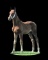 Horse Name:  Margarita; Sired by: Governor; Dam by:  Gumaldine Star; Refine