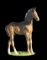 Horse Name:  Mariah; Sired by: Nel-Mar Hummer ; Dam by:  Wilanka ;