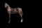 Horse Name:  Heir T; Sired by: Hiro T; Dam by:  New York's Moonlight Jazz;