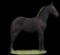 Horse Name:  Dancer F.S.A.; Sired by: Rex ; Dam by:  Bar B. Dancer; Full Br