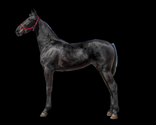 Horse Name:  Crazy Queen; Sired by: Crazy Blue Sky; Dam by:  Flowing Queen;