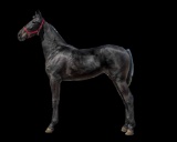 Horse Name:  Crazy Queen; Sired by: Crazy Blue Sky; Dam by:  Flowing Queen;