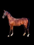 Horse Name:  Corner Stone Stables LaDeidra; Sired by: Barno; Dam by:  Deidr