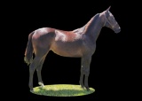 Horse Name:  CLS Dream Girl; Sired by: Sierra's Royal Dream; Dam by:  Choo