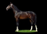 Horse Name:  M M Latijn; Sired by: Colonist ; Dam by:  Unity ; A nice stall