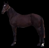 Horse Name:  Dream Perfection; Sired by: Black Banana; Dam by:  Walk in Glo