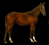 Horse Name:  Pending; Sired by: Royal Justice; Dam by:  Classic Cinderella;