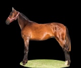 Horse Name:  Maple Lane Chip; Sired by: Village Barister; Dam by:  Carolina