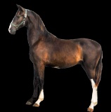 Horse Name:  Nel-Mar Legend; Sired by: Sandor ; Dam by:  Clara; A full brot