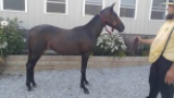 Horse Name:  Exclatter; Sired by: Guida Muscle; Dam by:  Eclat Hall; Good p