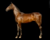 Horse Name:  Pending; Sired by: Famous V ; Dam by:  Maple Lane Angie; A str