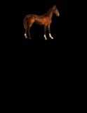 Horse Name:  Lily; Sired by: Colonist ; Dam by:  Dark Rose; Maternal sister