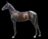 Horse Name:  Gourma Thunder - pending; Sired by: Crazy Blue Sky; Dam by:  G