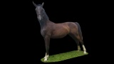 Horse Name:  Winding Streams Amber ; Sired by: Baanbreker ; Dam by:  J.W De