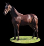 Horse Name:  Super Star ; Sired by: Star Crazed ; Dam by:  Babe ; An alert,