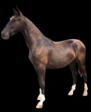 Horse Name:  M&M's Pistols Chip; Sired by: Spring Rock Pistol; Dam by:  MKG
