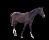 Horse Name:  R-M Lightness; Sired by: Windfall; Dam by:  ; A dark brown Win