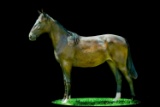 Horse Name:  Perfect Worth; Sired by: Carrland Eddy; Dam by:  NF Noteworthy