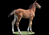 Horse Name:  SSS Litt'l Star; Sired by: Howard Litt'l Man; Dam by:  Benn's