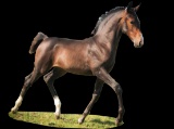 Horse Name:  Princess Kelly; Sired by: Graaf Kelly ; Dam by:  Boxford Lydia