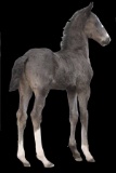 Horse Name:  Albre-T; Sired by: Hirot ; Dam by:  OTH Miss Alberta; Albre-Ti