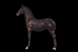 Horse Name:  MJ Acres Lady's Winstonnet; Sired by: Winston; Dam by:  Dutch