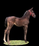 Horse Name:  No Name ; Sired by: Isaiah; Dam by:  Rose; Out of a great driv