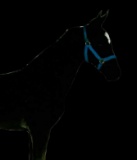 Horse Name:  Vaandamon; Sired by: Vaandrager ; Dam by:  Formal Victoria ; R