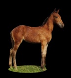 Horse Name:  Stardust Bounty ; Sired by: Ozzy Ozzy; Dam by:  Celebrity Boot
