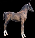Horse Name:  Maestro; Sired by: Vaandrager ; Dam by:  Iverona; A sharp blac