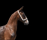 Horse Name:  Mario BCE; Sired by: Imanno; Dam by:  Dorana; Sharp, up-headed