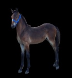 Horse Name:  Pending; Sired by: Oepke P.; Dam by:  Tropicana Jet; Sharp col