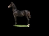 Horse Name:  Sloping Hills Myra; Sired by: Heckaman; Dam by:  Five Stars Ji