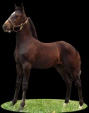 Horse Name:  Holly; Sired by: Magical Sonny; Dam by:  Glory of Royal; Dark