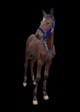 Horse Name:  No Name -OUT; Sired by: Crazy Blue Sky; Dam by:  Morthanaprett