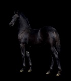 Horse Name:  Frieda P; Sired by: Julius 486; Dam by:  Penelope P; Flashy up