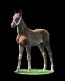 Horse Name:  Margarita; Sired by: Governor; Dam by:  Gumaldine Star; Refine