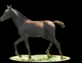 Horse Name:  Rare Ianna; Sired by: Rex ; Dam by:  HLA Arianna; Black filly.
