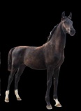 Horse Name:  R-M's Magic; Sired by: High Command ; Dam by:  Incredibly & Li