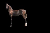 Horse Name:  Heir T; Sired by: Hiro T; Dam by:  New York's Moonlight Jazz;