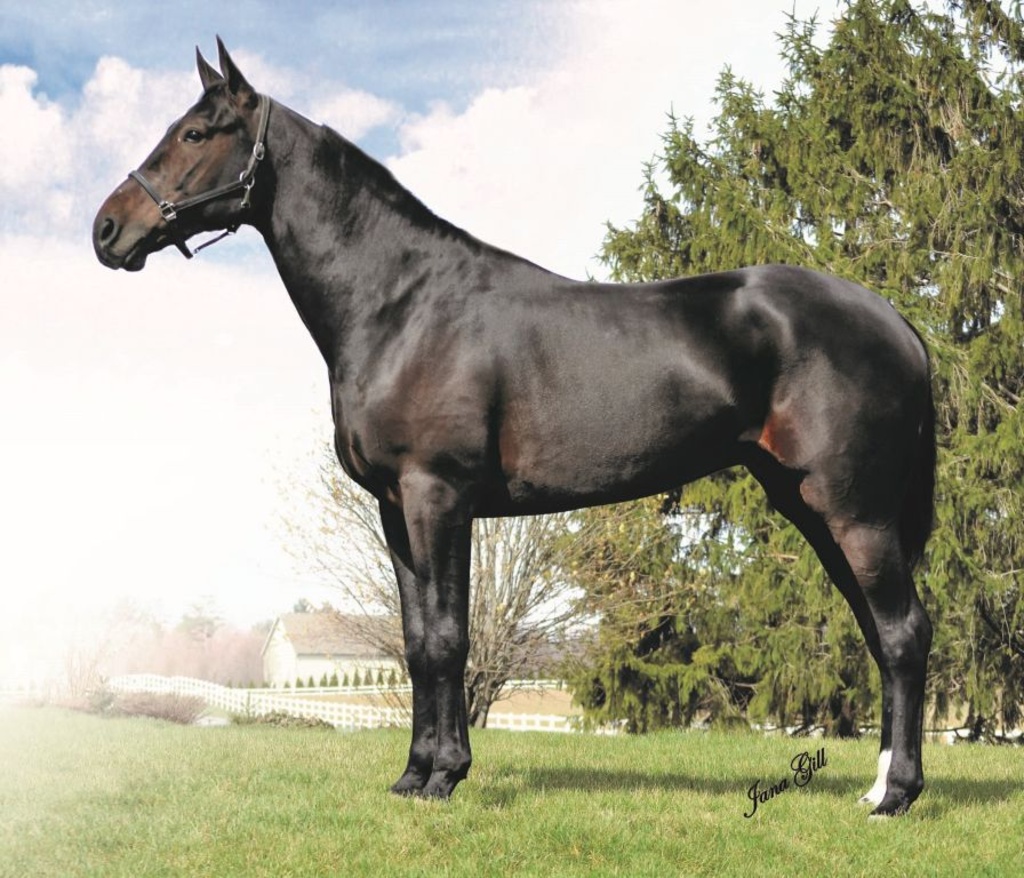 National Breeders Showcase Auction - Day 1
