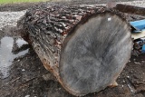 Oak Table Top Log*
