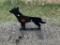Steel Coyote Shooting Target
