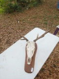 Medium Elk Antler Rack Taxidermy Skull Mount Great for Log Cabin or Fireplace