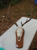 Large Elk Antler Rack Taxidermy Skull Mount Great for over the Fireplace or Cabin